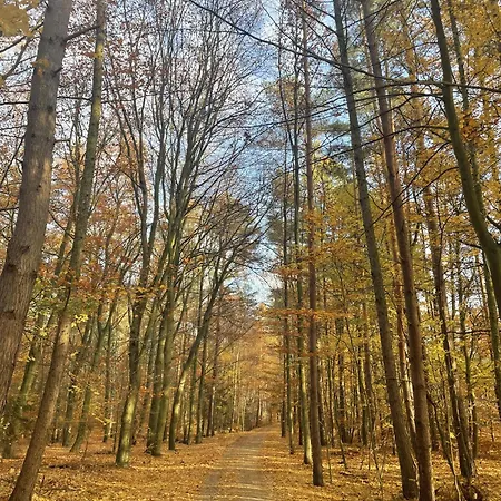 Morze Sztuki Iii, * Jantar