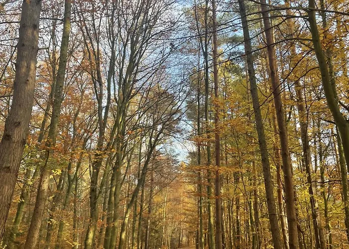 Morze Sztuki Iii, * Jantar